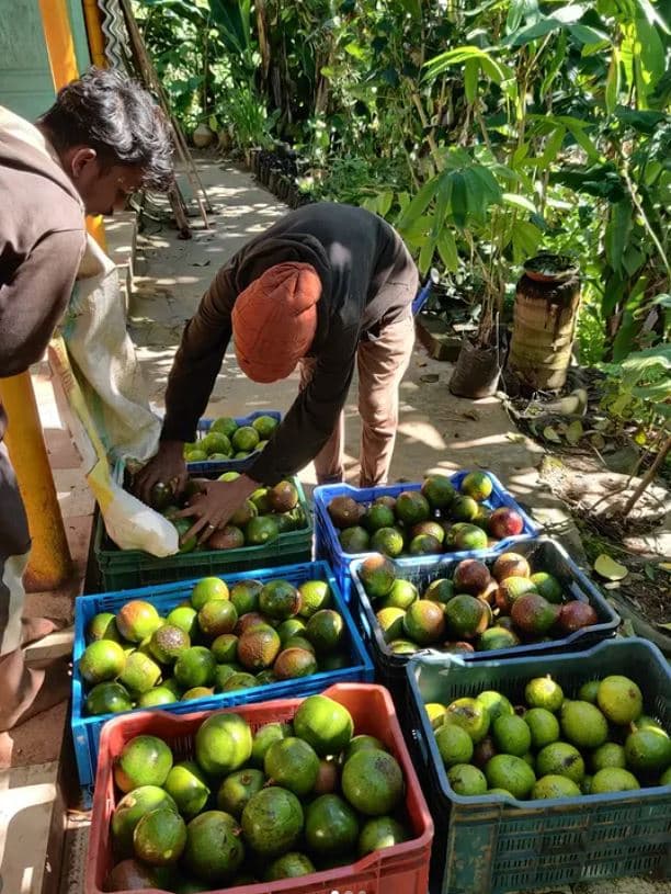 Hands holding freshly harvested avocados from the farm