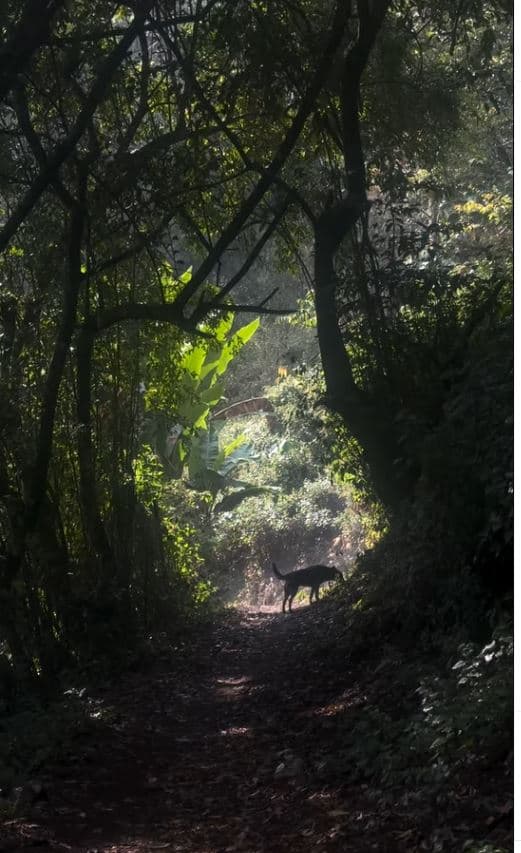 A path winding into the dense forest of the Western Ghats