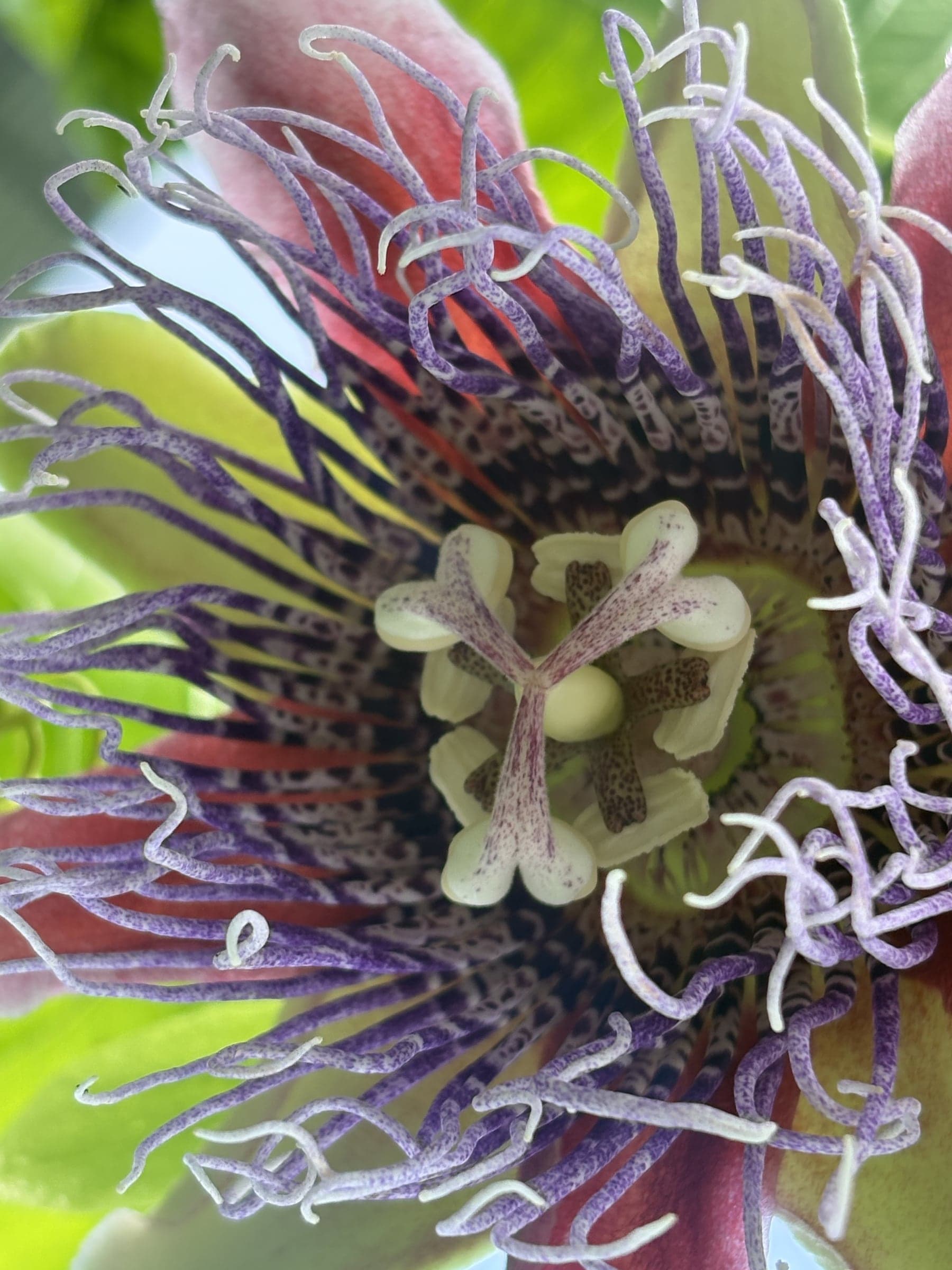 Passion-flower