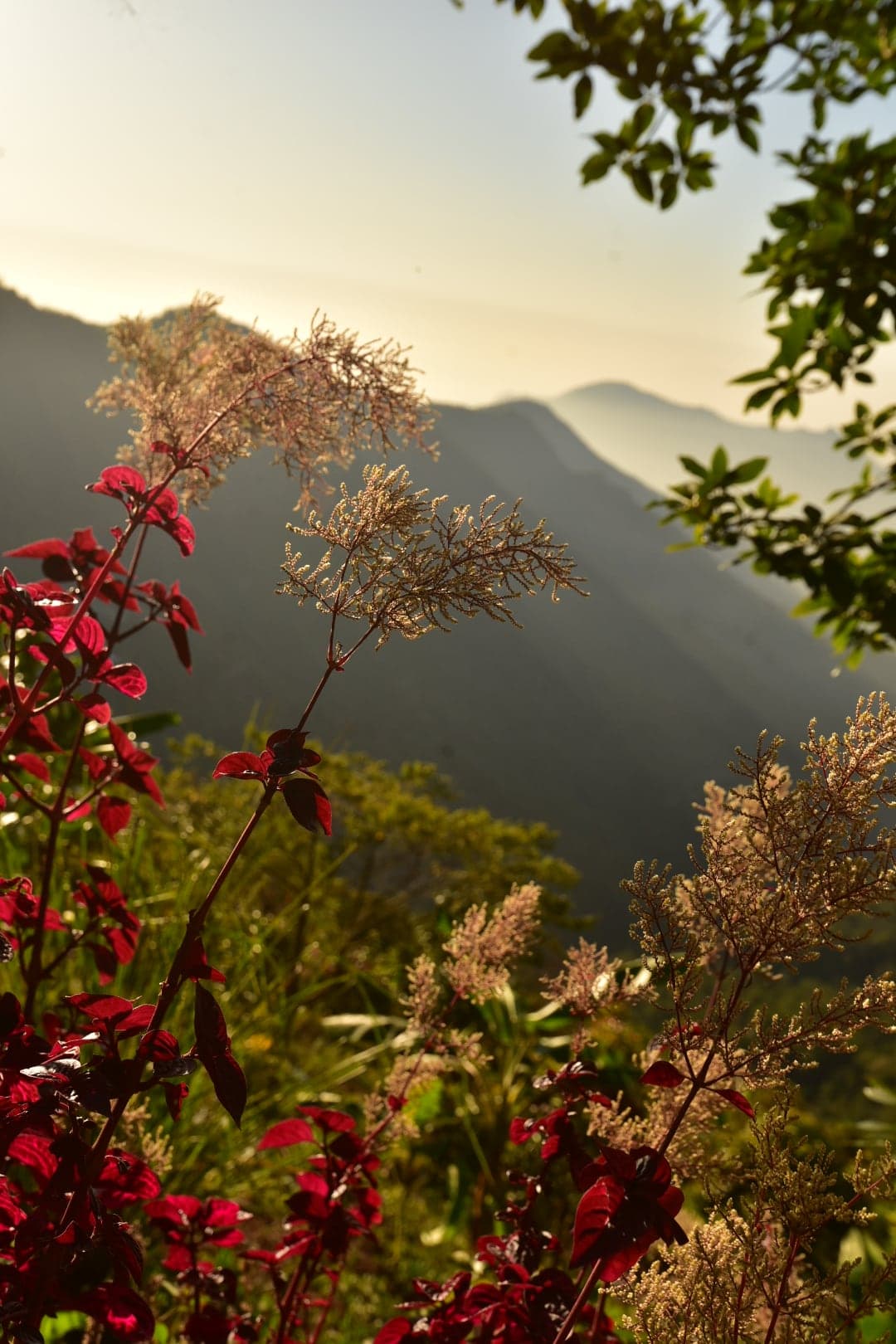 Hill flowers