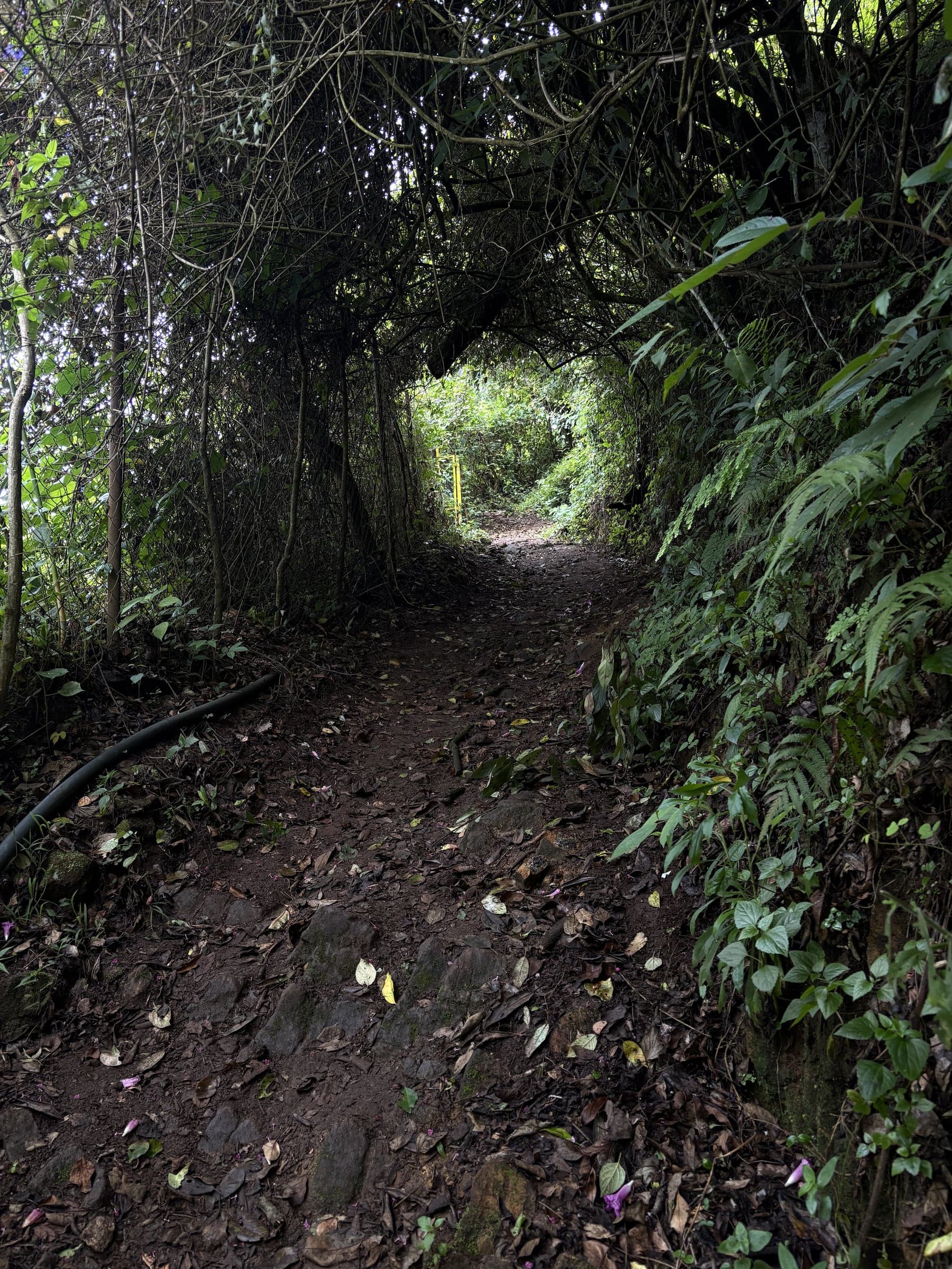 A path through dense forest, going nowhere in particular