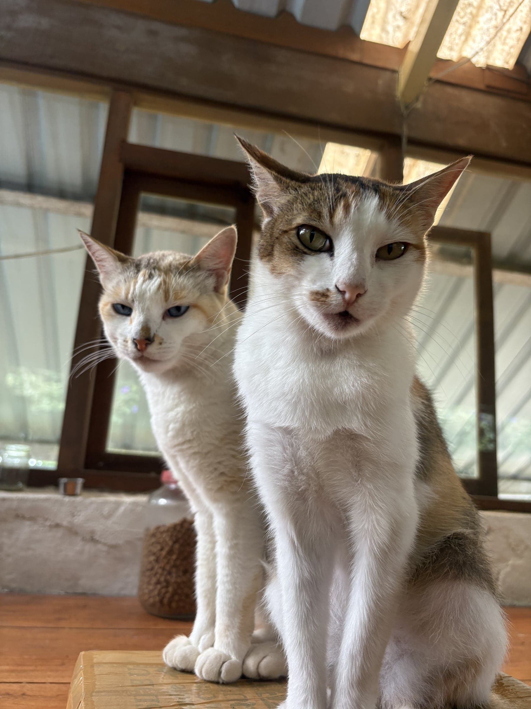 The farm cats, entirely at home