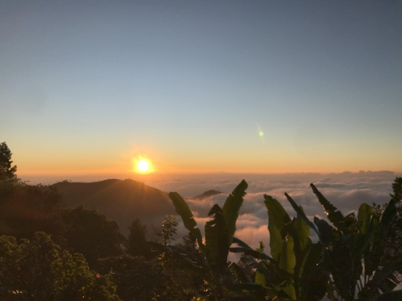 The sun rises above a sea of cloud, banana palms in the foreground at Shanti Earth
