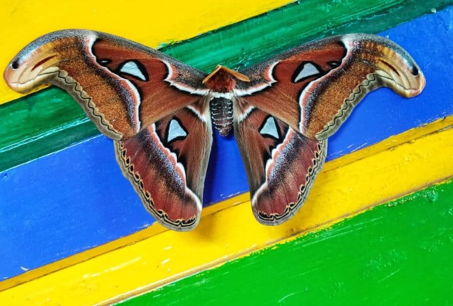 An Atlas moth, among the largest in the world, resting on a painted sill
