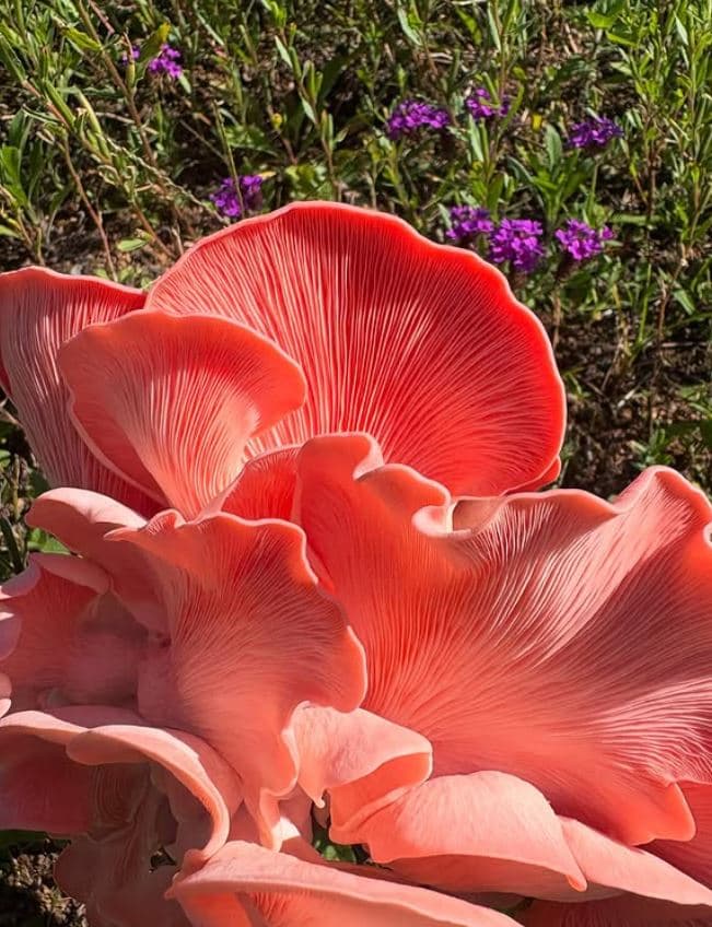 Oyster mushrooms growing in cultivation at Shanti Earth