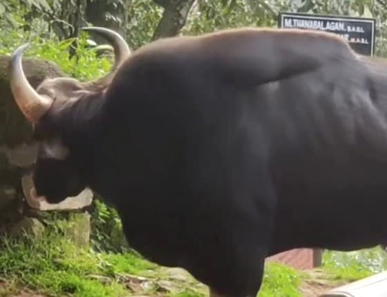 An Indian gaur, the great wild ox of these hills, at the edge of the forest