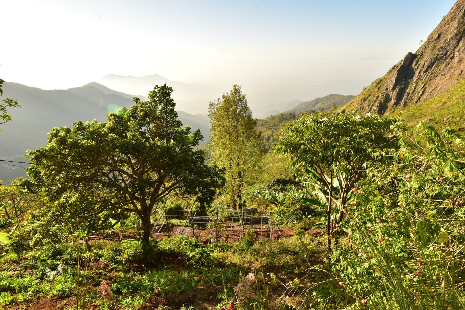 The terraced food forest of Shanti Earth, green against the hills